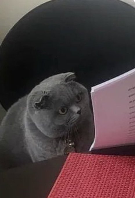 Macosians! tweet media