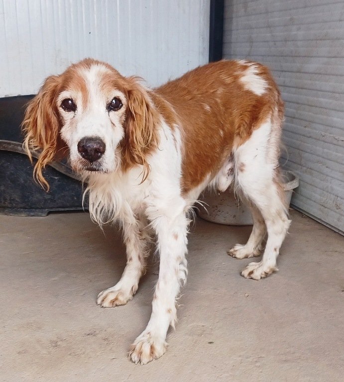 El Refugio de Brown tweet media