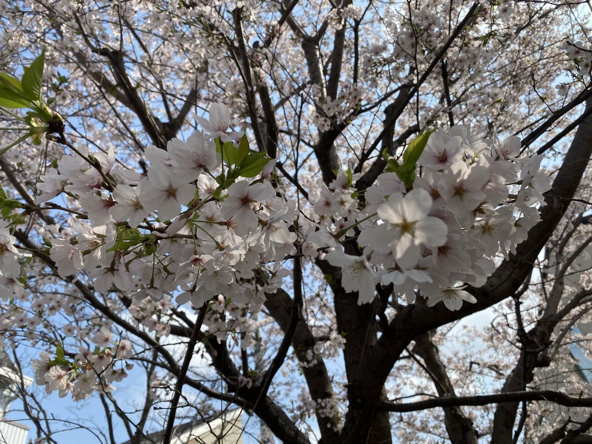 こづかみと tweet media