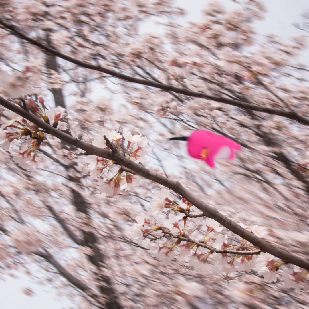 エビシー【公式】 tweet media