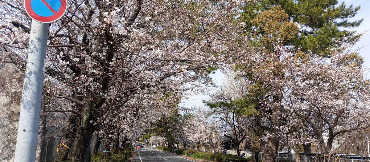 桜🌸のトンネルです。