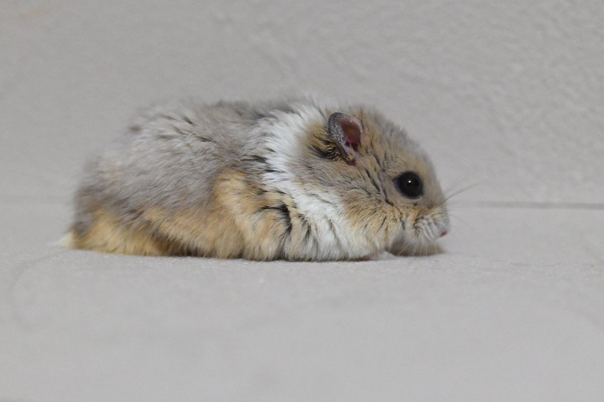 ジャンガリーズハムスター tweet media