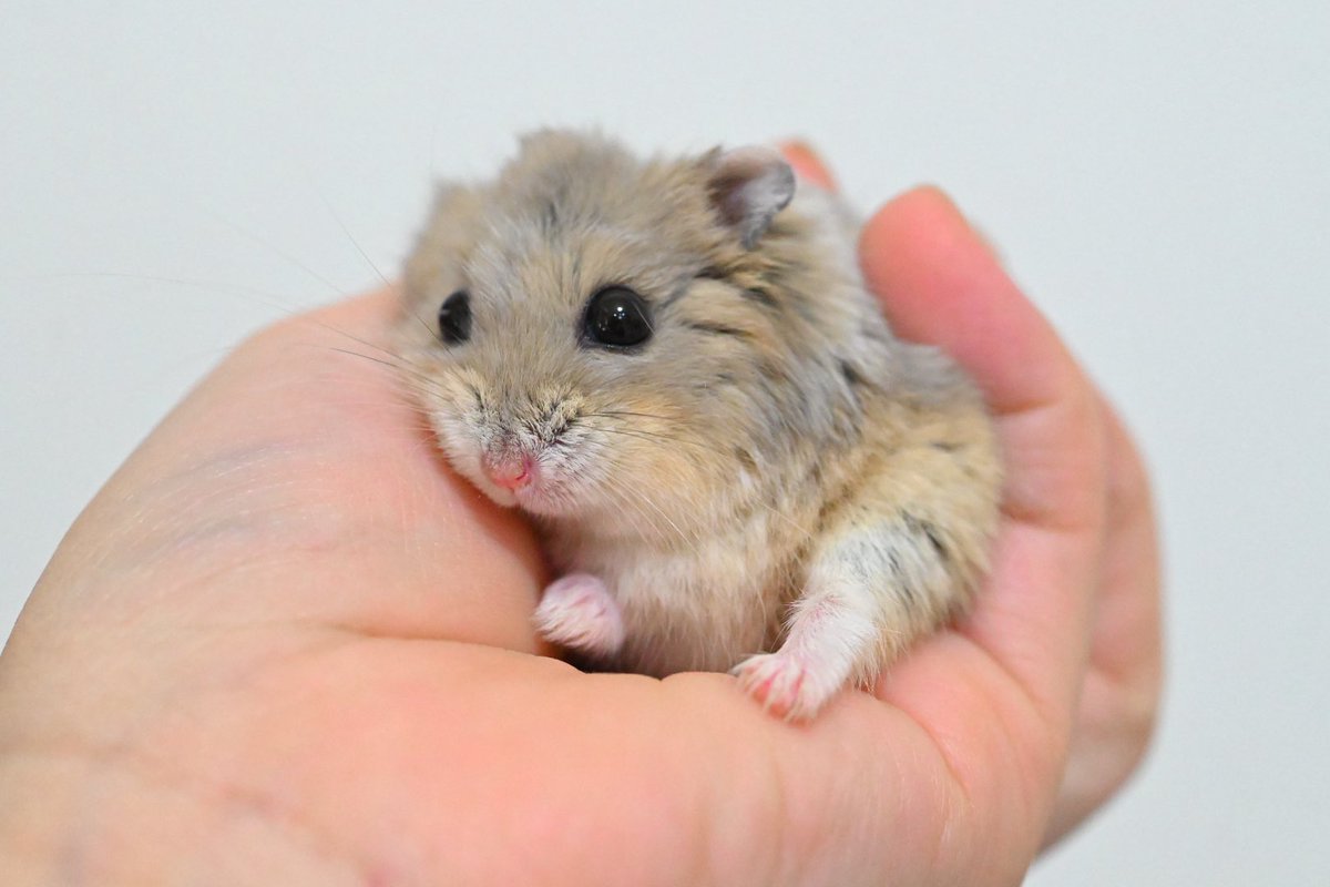 ジャンガリーズハムスター tweet media