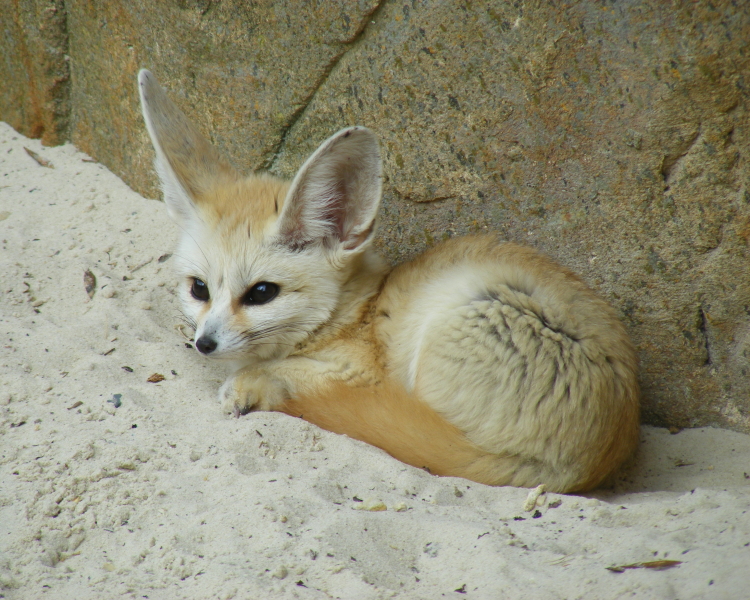 Fennec Every Hour! tweet media