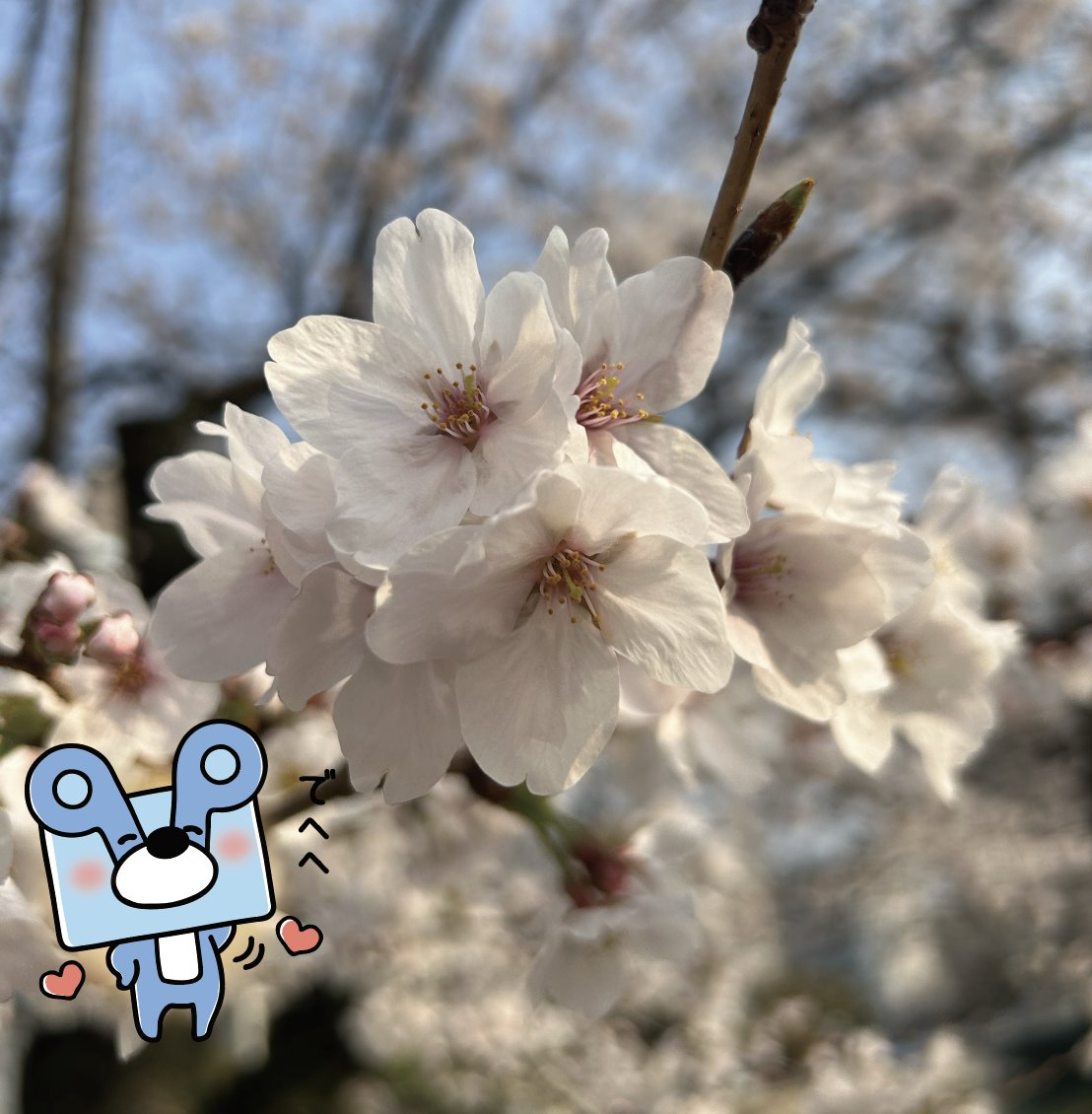 パックマくん🐻(株)パックスタイル山陽 広報担当 tweet media