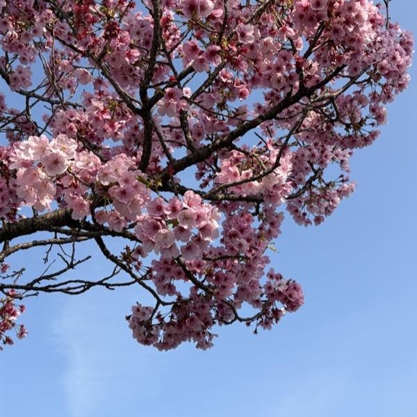 ハーパーコミック宣伝部 tweet media