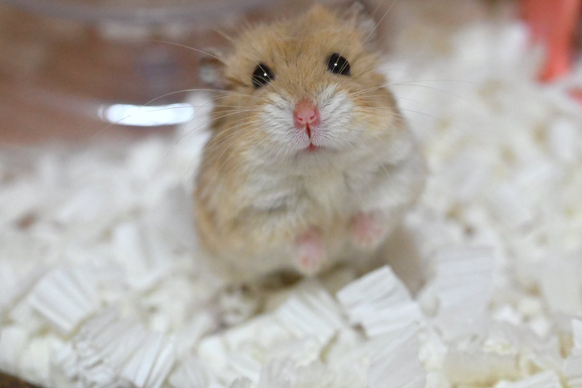 ジャンガリーズハムスター tweet media