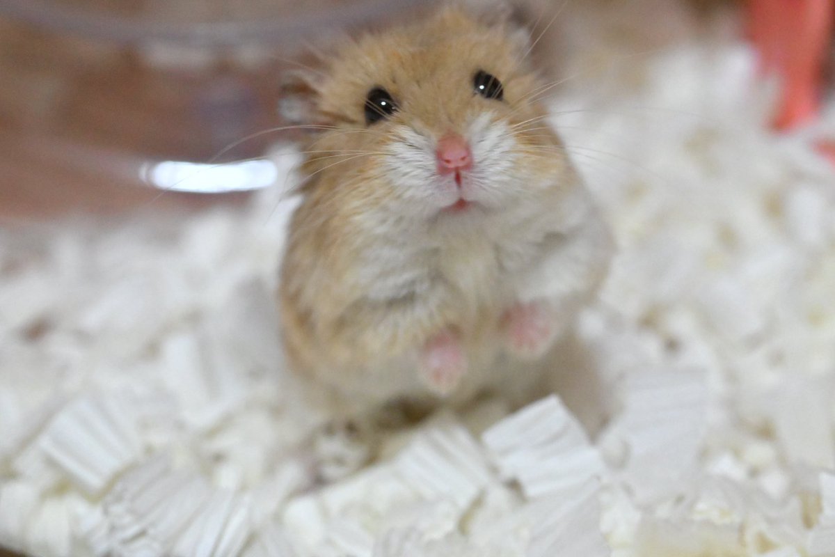 ジャンガリーズハムスター tweet media