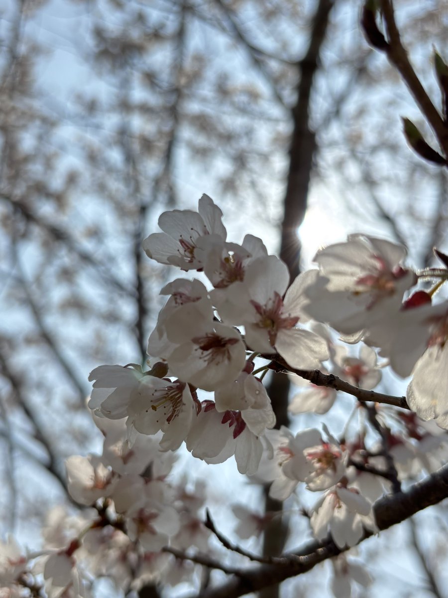 きょう tweet media