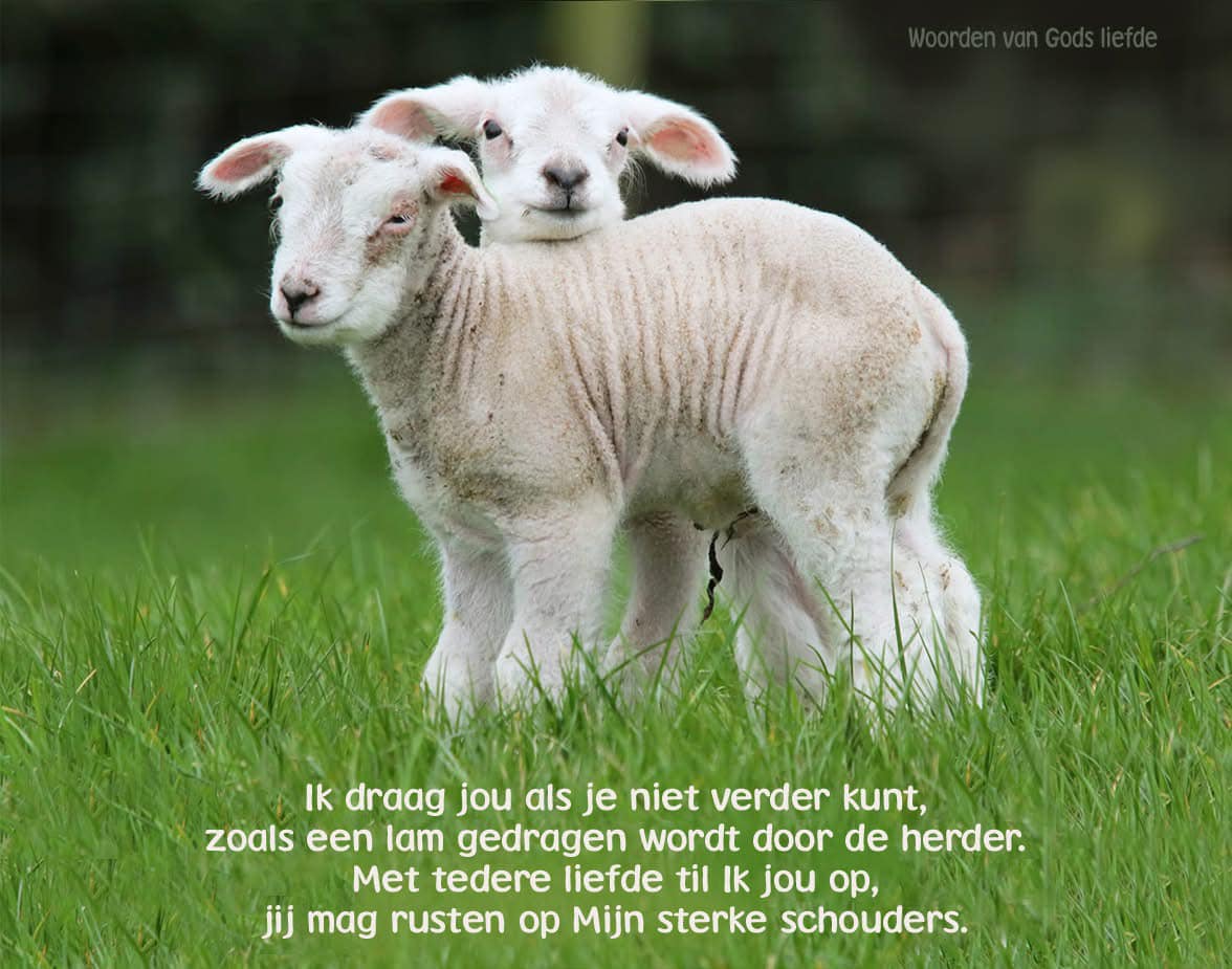 Ik ben jouw goede Herder. Ik draag de lammeren in Mijn armen, Ik koester ze, en zorgzaam leid Ik Mijn schapen. (Jes.40:11)