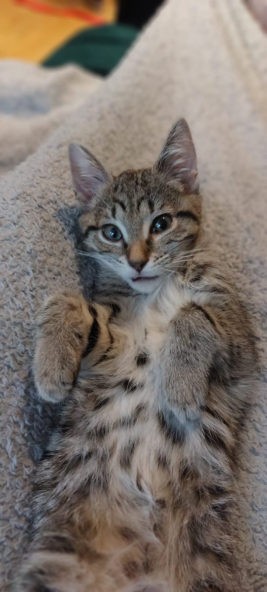 SPECR_cat tweet media