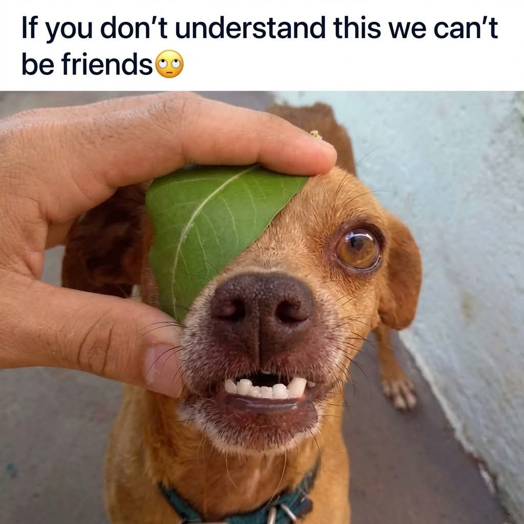 اللهجة السودانية Sudanese Dialect tweet media