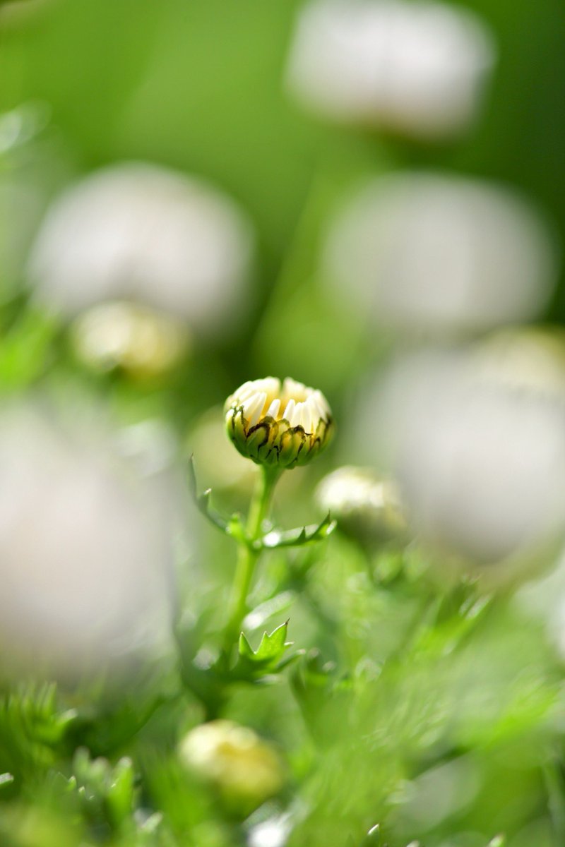 p.himapa tweet media