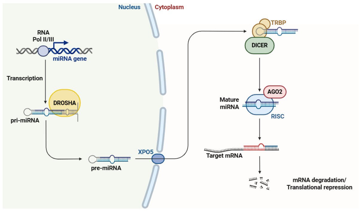 Non-Coding RNA tweet media