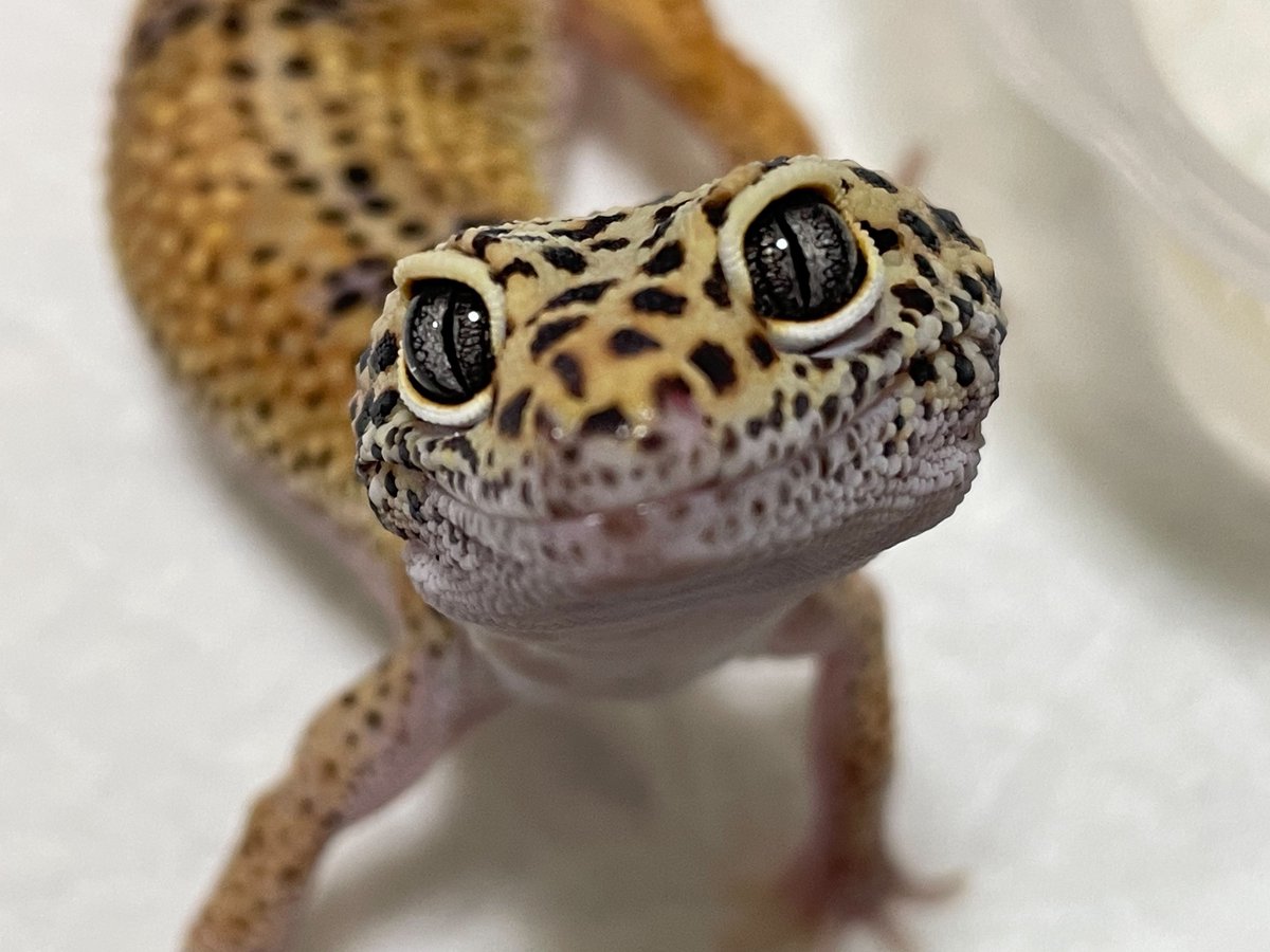 ᴊᴜᴍᴘɪɴɢ!ғʟʏɪɴɢ!ᴡᴀʟᴋɪɴɢ!ʀᴜɴɴɪɴɢ! tweet media