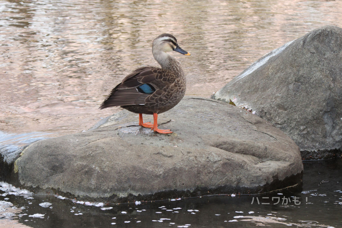 ハニワかも！ tweet media