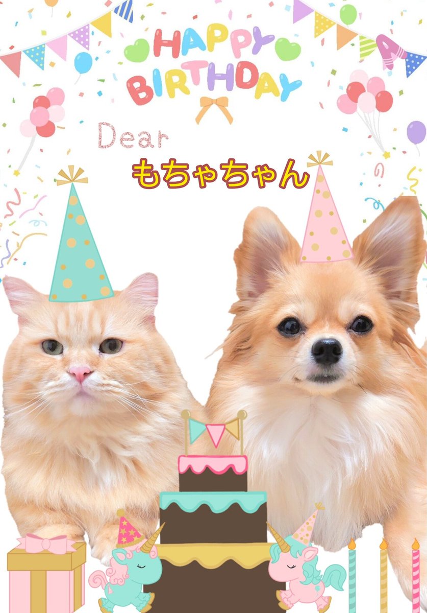 猫と犬あるちゃんさっちゃん tweet media