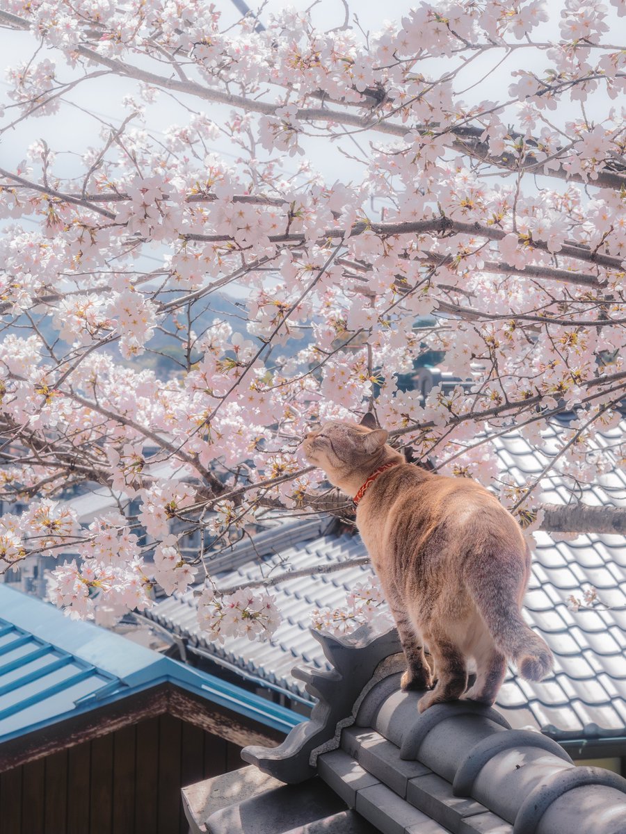 ryogo_tsushima tweet media