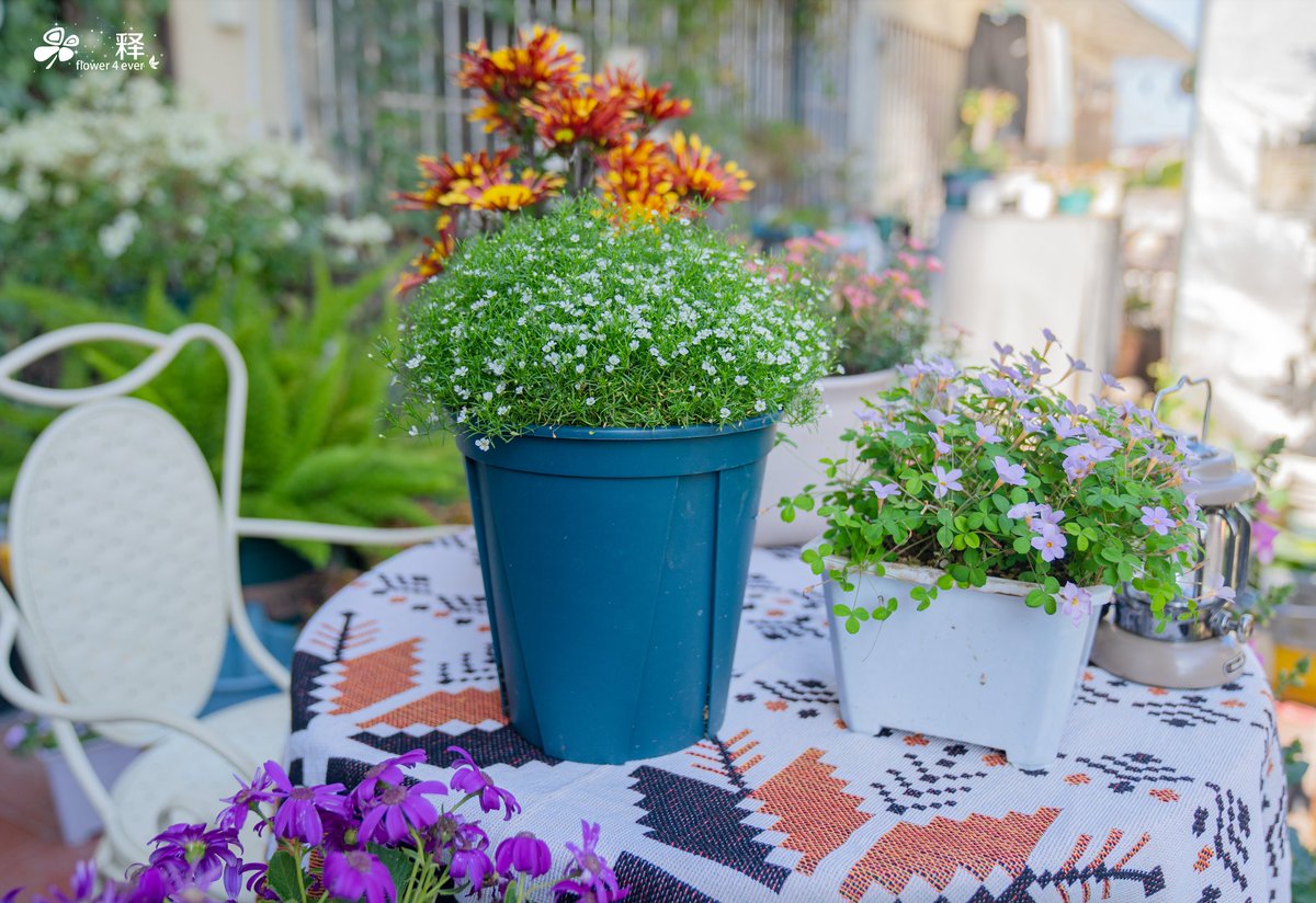 srisirin tweet media