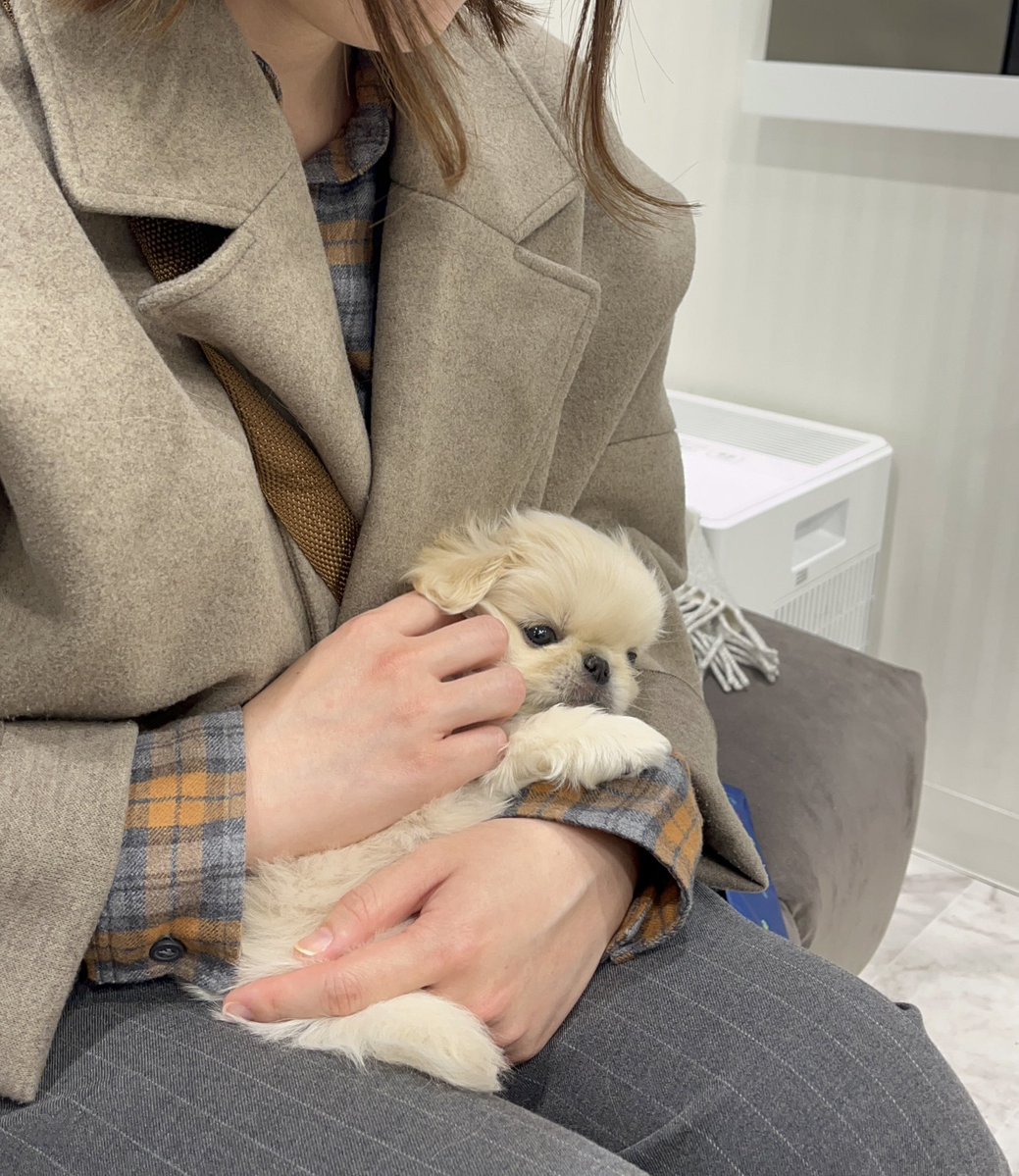 ペキニーズのわた坊 tweet media