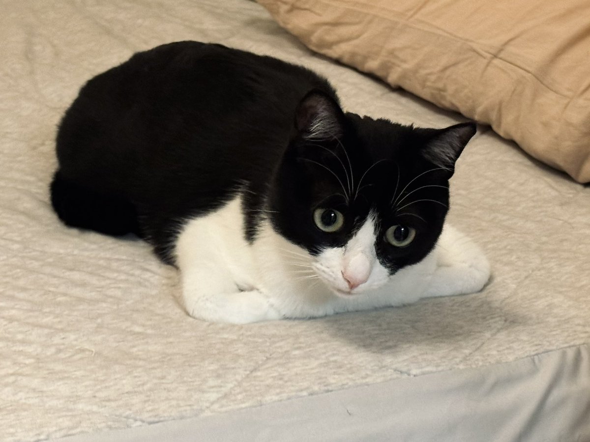 saaya onda tweet media