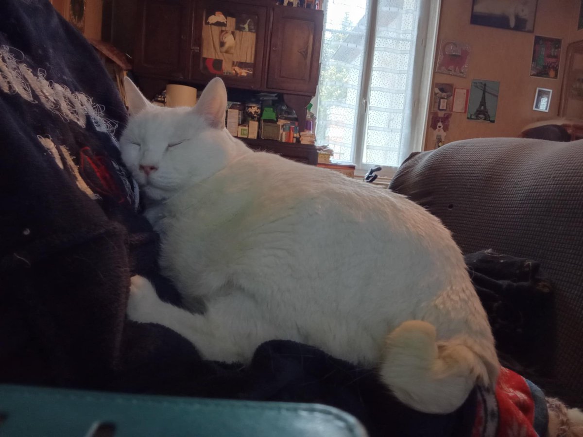 im back so cute he was resting on my lap listen to my heart speaking of heart worry about grandma  as son as she walk she get out of breath really think gonna go to hospital soon