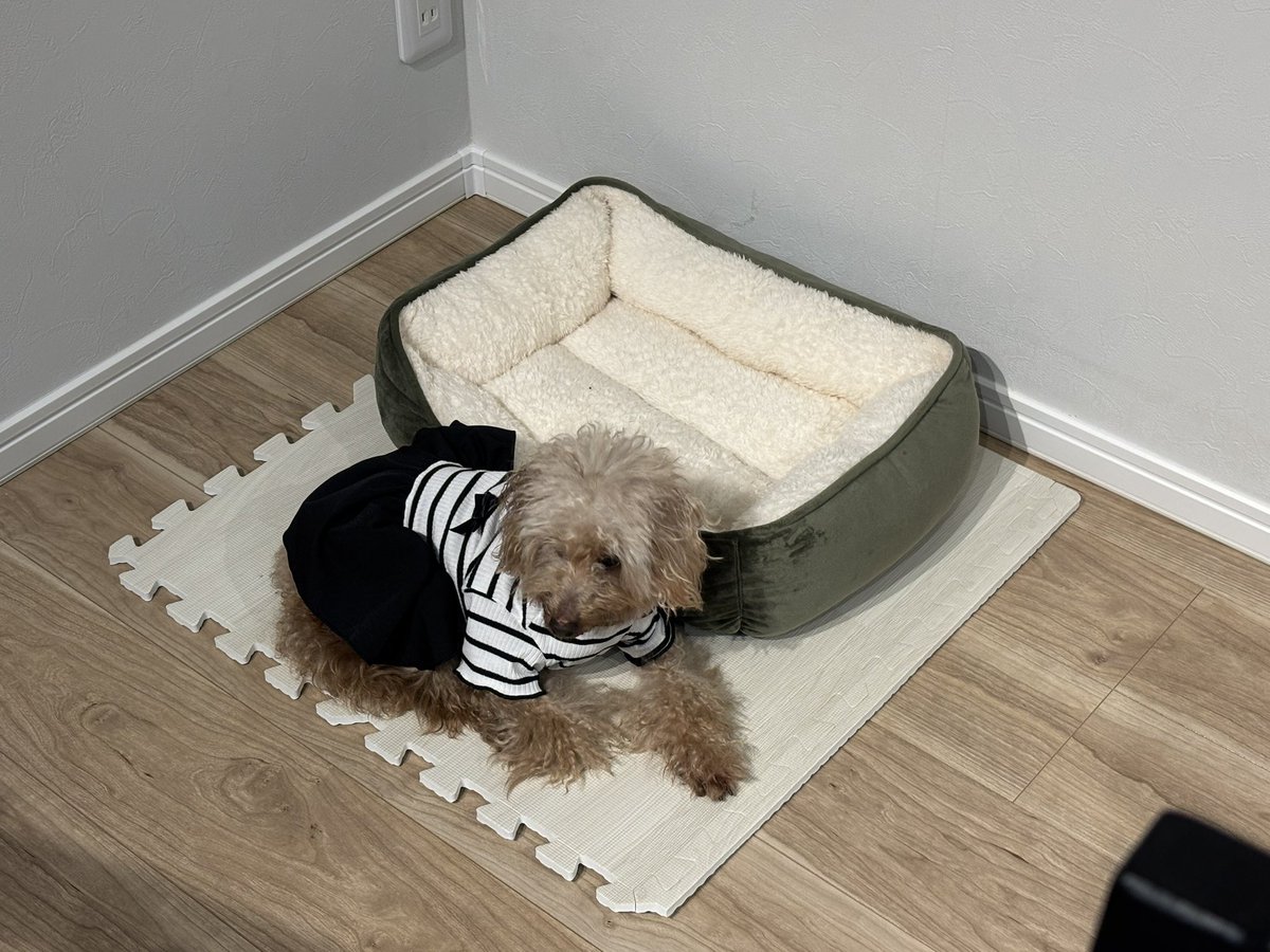 jollcas's tweet photo. 変な犬と豊かな暮らし https://t.co/iDl0OSqscD