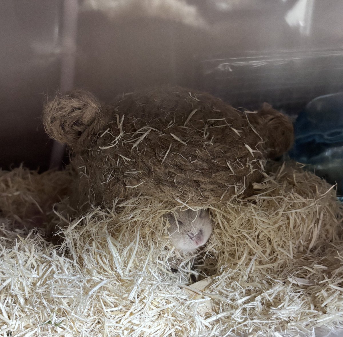 ベム子 tweet media