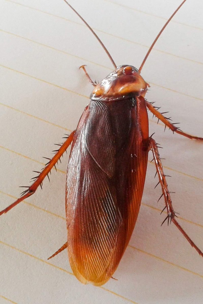 FERGIRALDO® tweet media