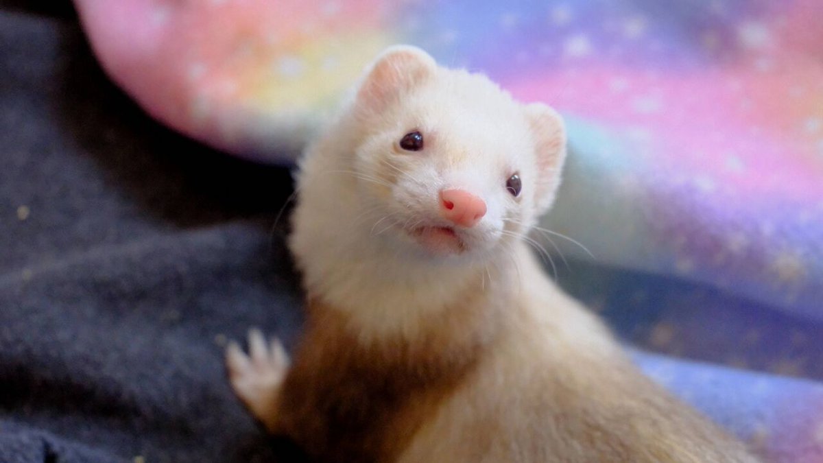 Pirate Software tweet media