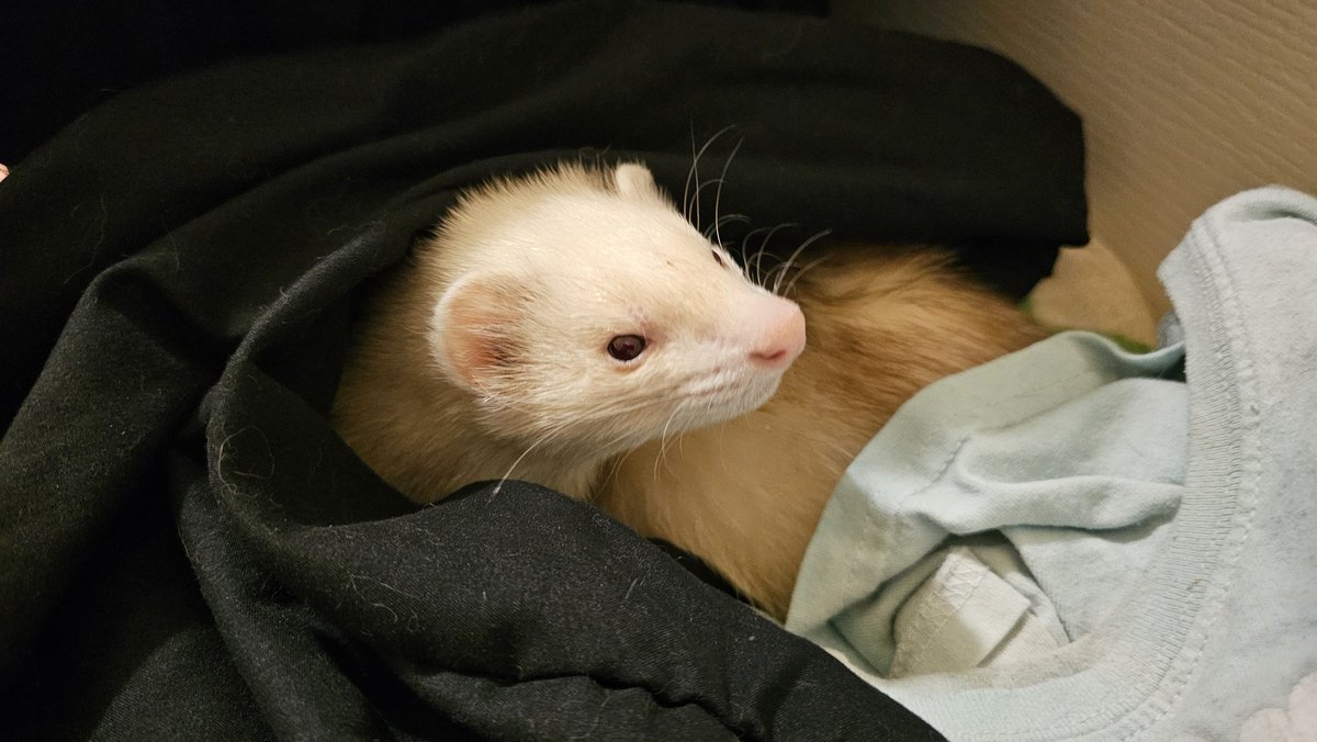 Pirate Software tweet media