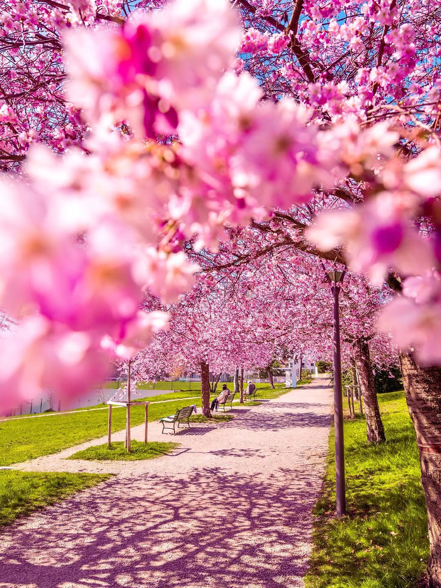 Hello Everyone! 🩷 Have a beautiful day 💞🌸💕🌸