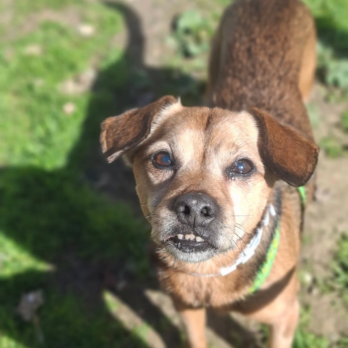 SOS Abuelos tweet media