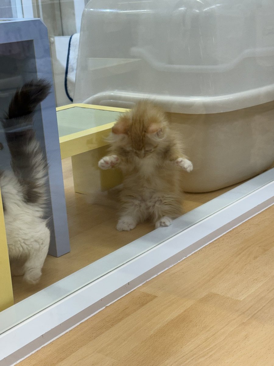 d9e0j's tweet photo. あんよ短めなにゃ���🐱 https://t.co/Ie3dsRrZuo