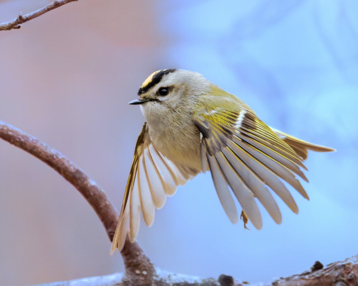 Golden-crowned Kinglet - These are one the smallest songbirds in North America. They are hyperactive and move constantly. Males have a bright yellow crown with a fiery orange-red crown while the females have a solid yellow crown. Taken at the Loch #birdcpp <a href="/BirdCentralPark/">Manhattan Bird Alert</a>