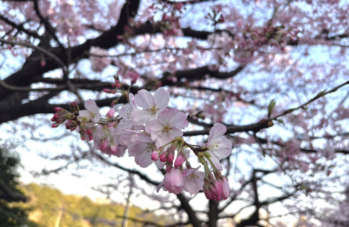 花岩香奈 tweet media