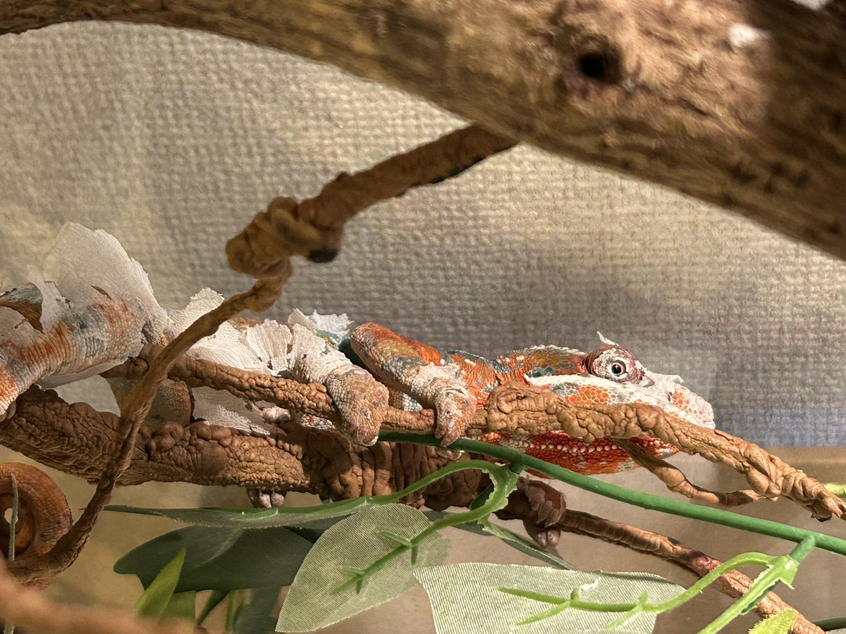 subenodo tweet media