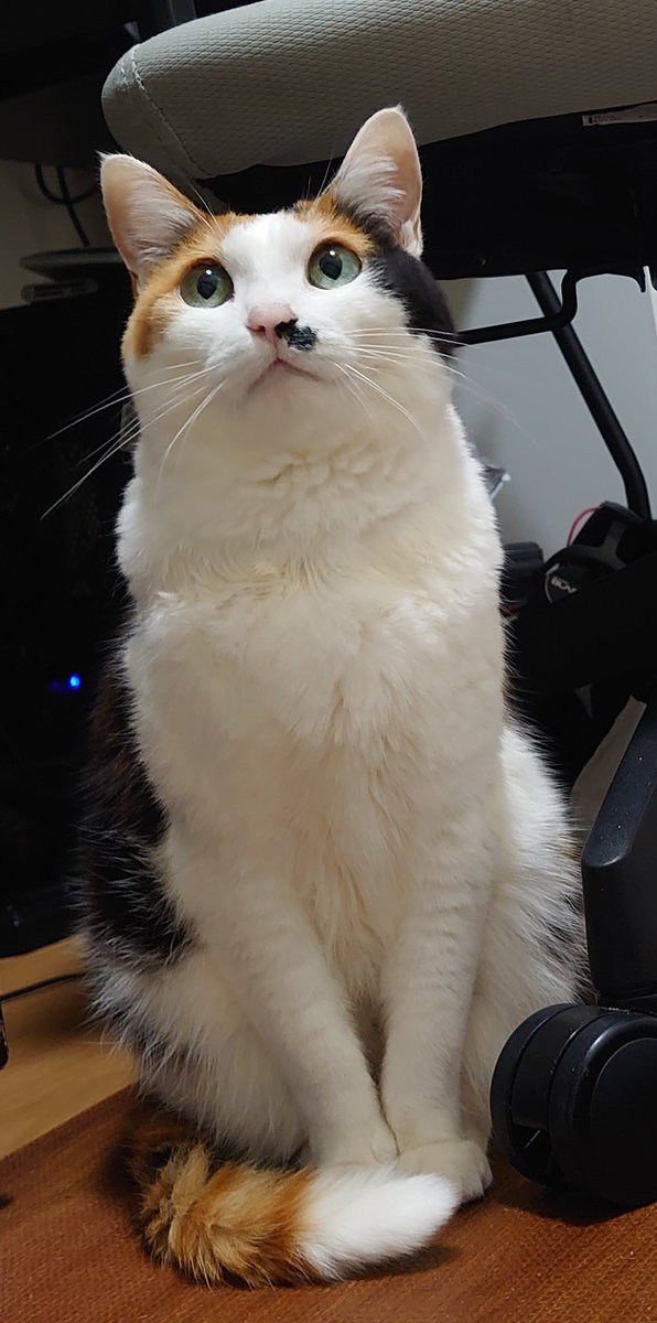 ぐり@関賢太郎 航空軍事記者 tweet media