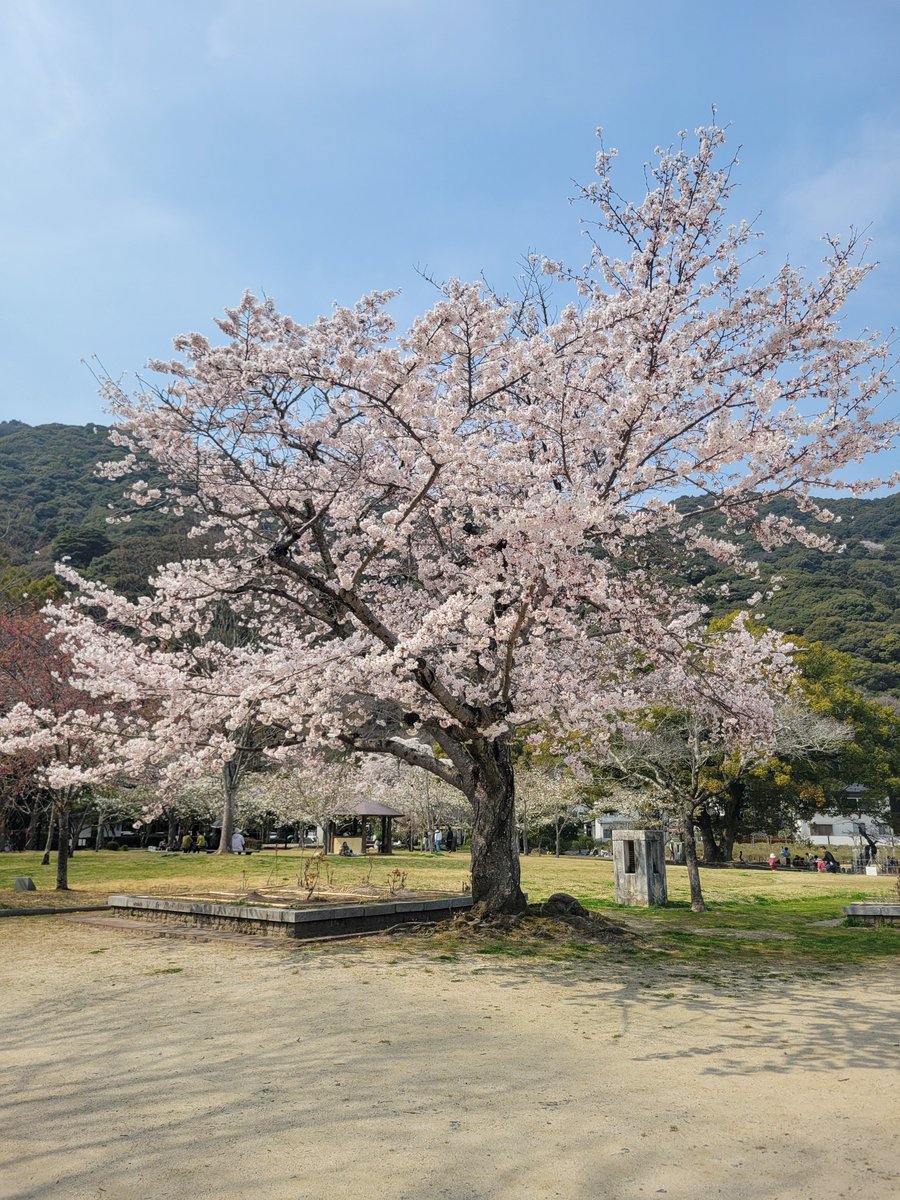 MattHively's tweet photo. Got a taste of my first cherry blossom season this past weekend. No complaints at all. https://t.co/lLlIr0fy9W