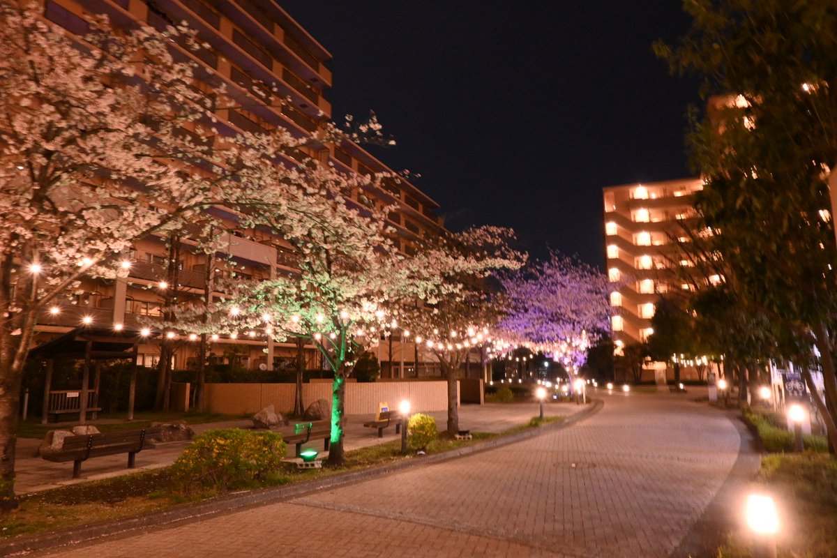 緑の彗星 tweet media