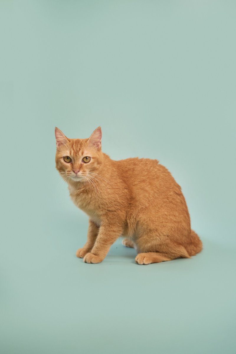 Soi Dog Adoptions tweet media