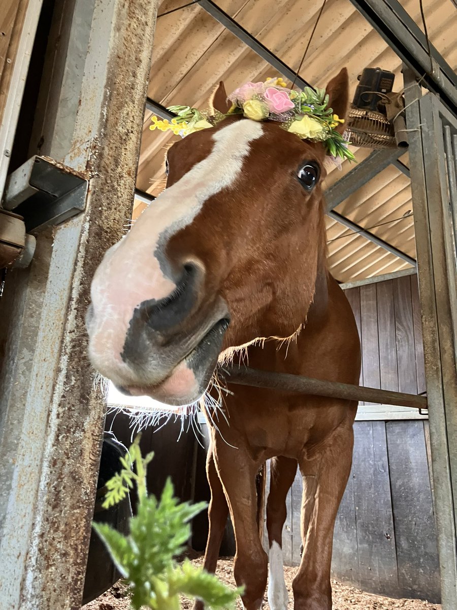 すあま@愛馬ルミといっしょ tweet media