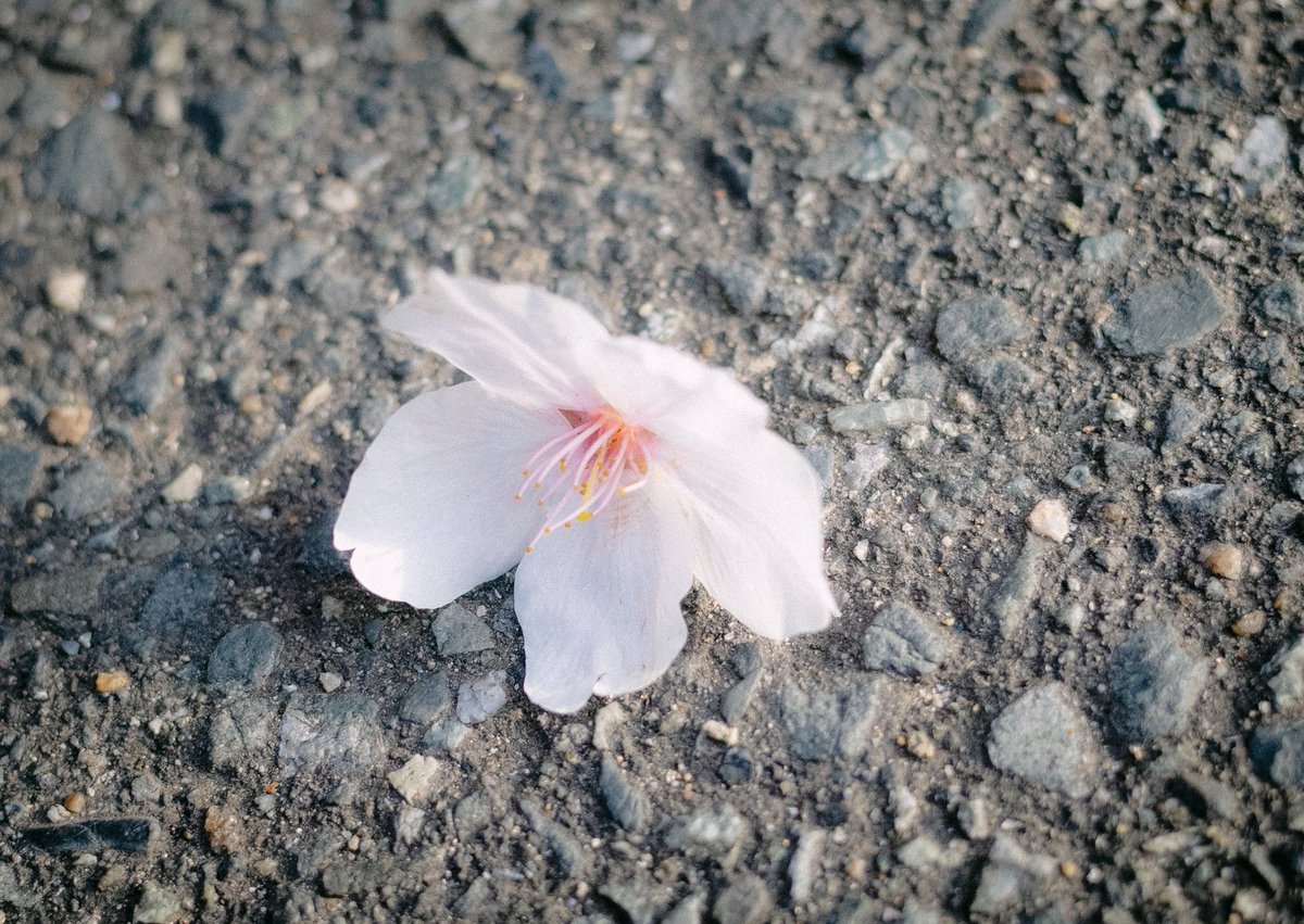 長月Takuro / 写真家 tweet media