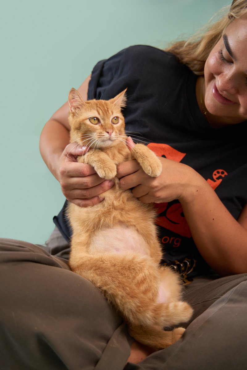 Soi Dog Adoptions tweet media