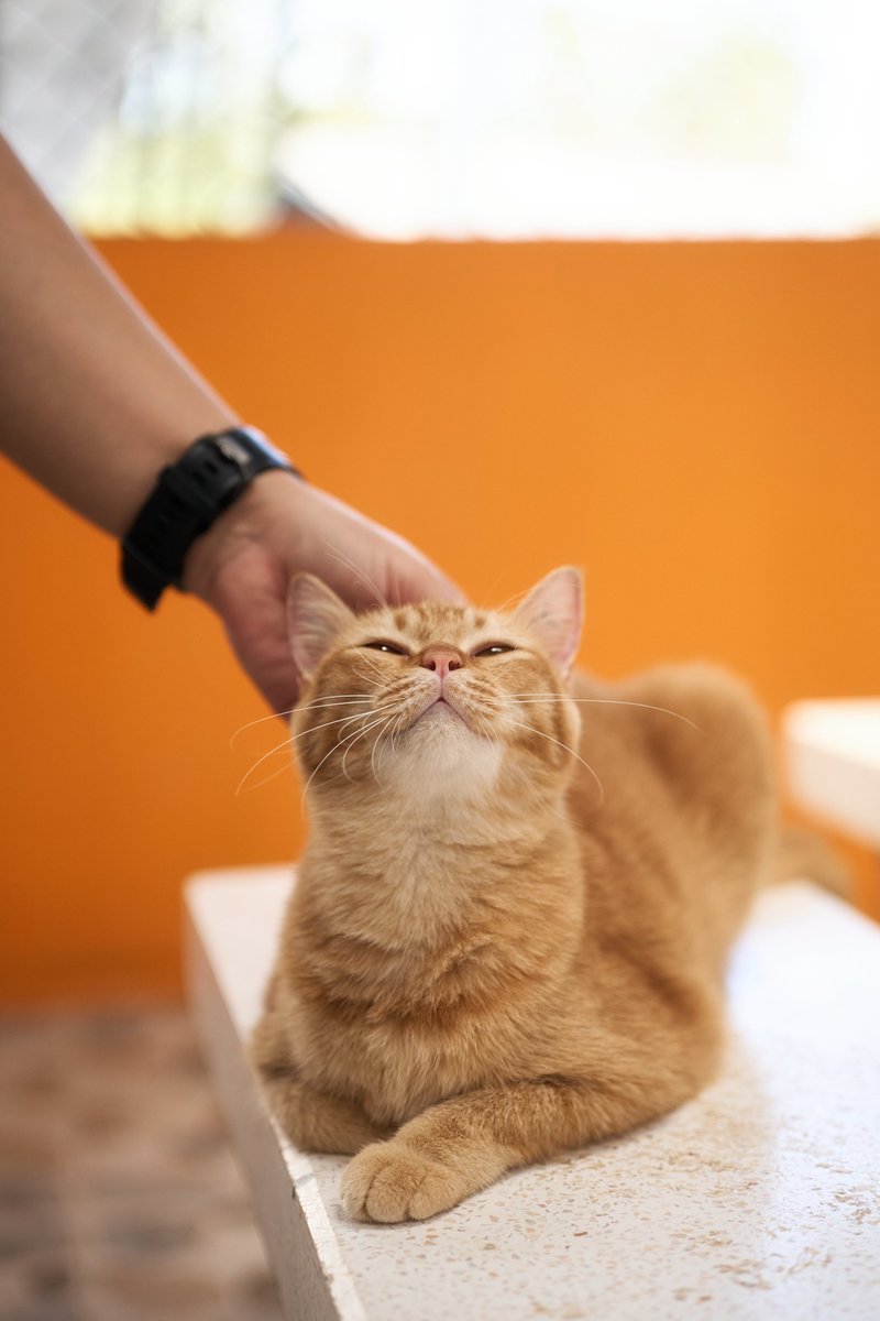 Soi Dog Adoptions tweet media