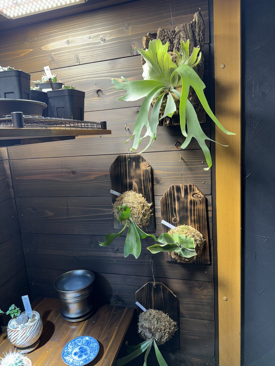 るてん@植物初心者 tweet media