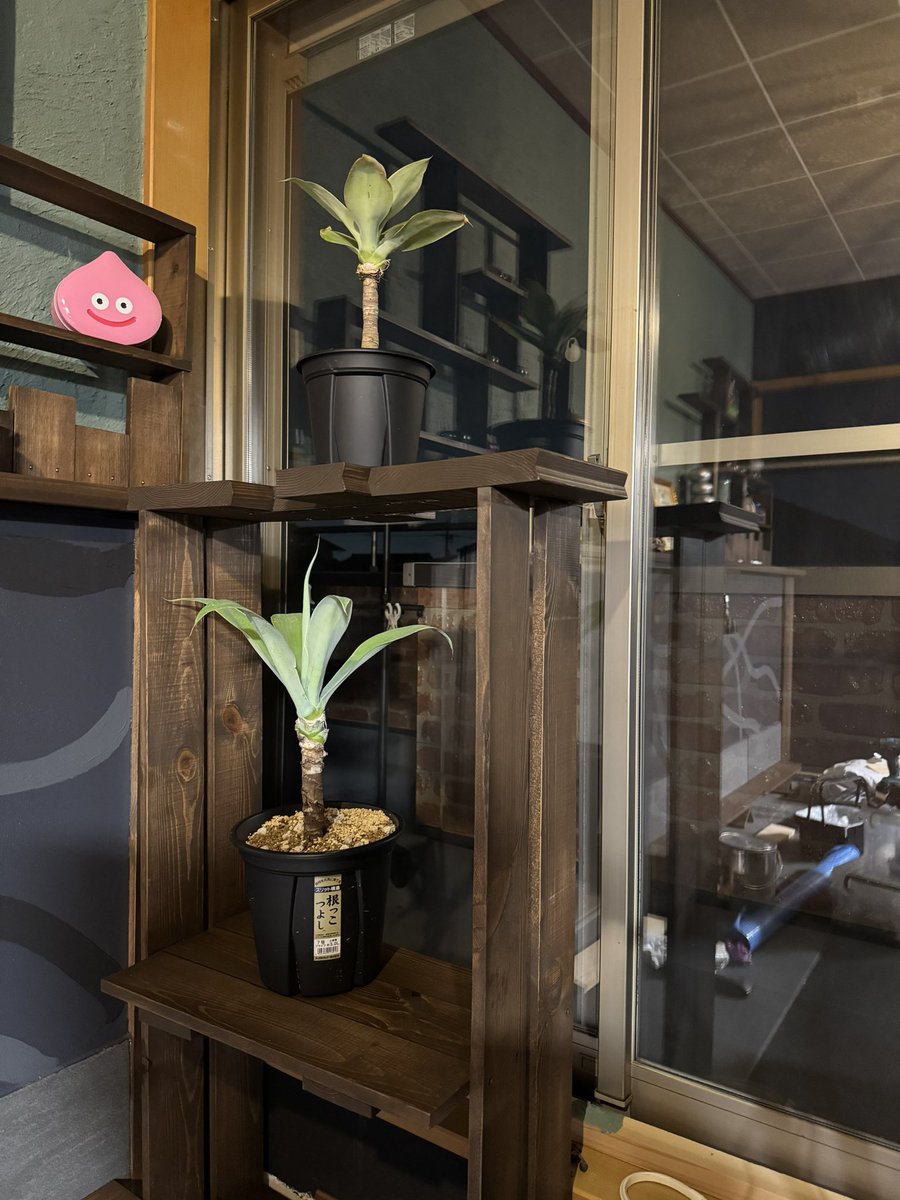 るてん@植物初心者 tweet media