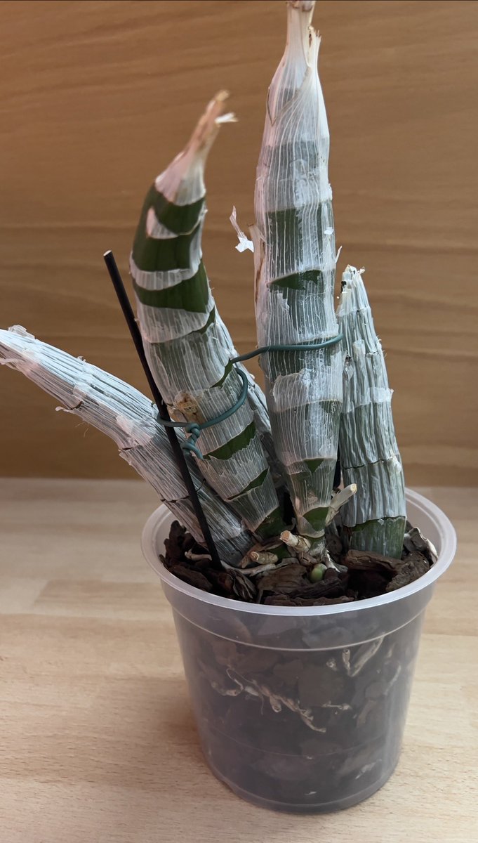 ElaOrchids tweet media