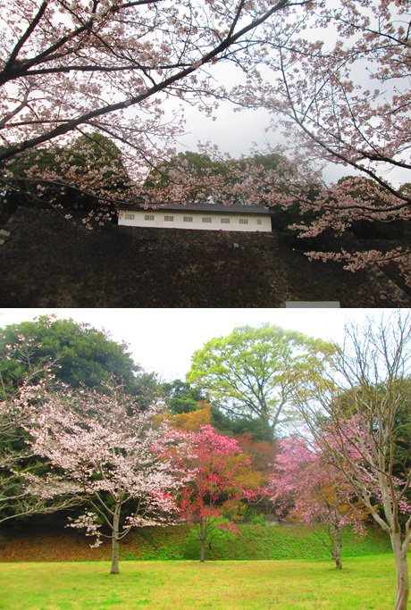 Hikyaru7's tweet photo. 週末見に行った
皇居乾通りの桜🌸綺麗だったなぁ
#花見 #桜 #皇居 https://t.co/92vt8wX9k1