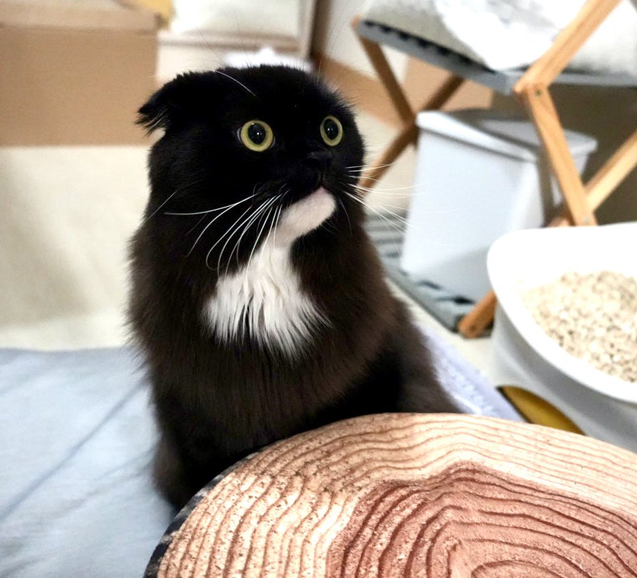 ウナギネコのうなぎ tweet media